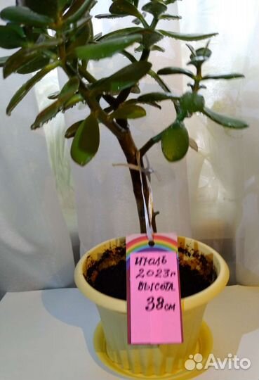 Толстянка/ Денежное дерево