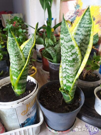 Сансевиерия