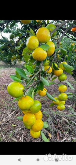 Посылка из солнечного Сочи