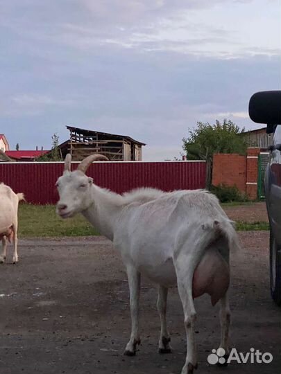 Козы ламанчи