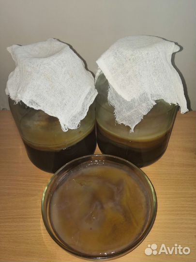 Чайный Гриб