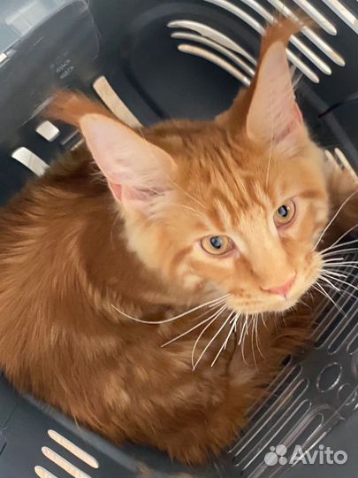 Мейн кун мальчик