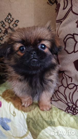 Пекинеса девочка