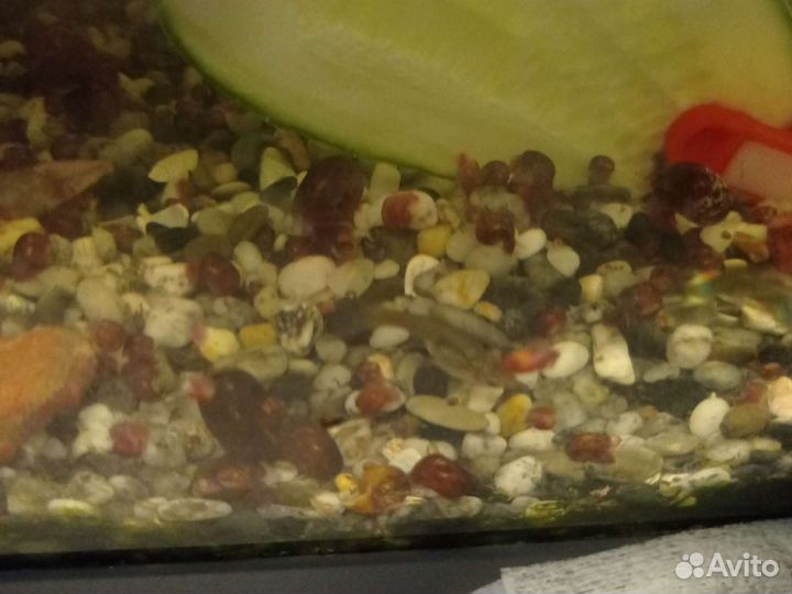 Улитки аквариумные