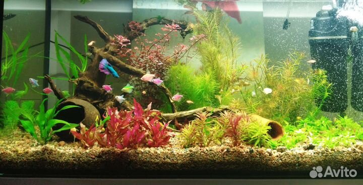 Обслуживание и запуск аквариумов