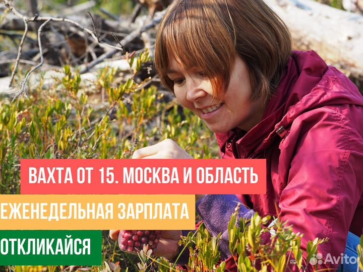 Сбощики брусника От 15 смен Питание Ставка Фикс Жи