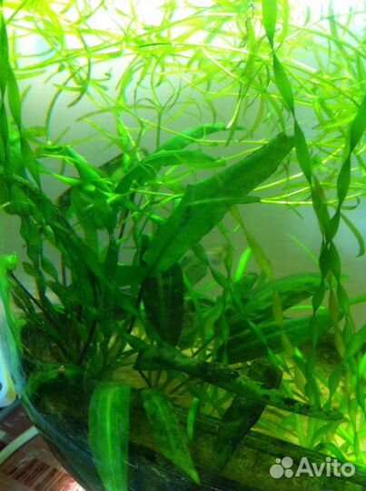 Топ 5 Растения для аквариума.Мальки гуппи бонусом