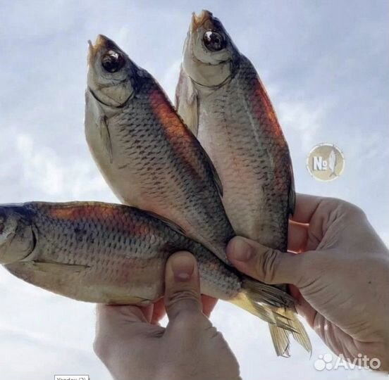 Вобла вяленая из Астрахани