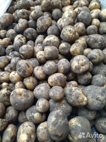 Продам картофель