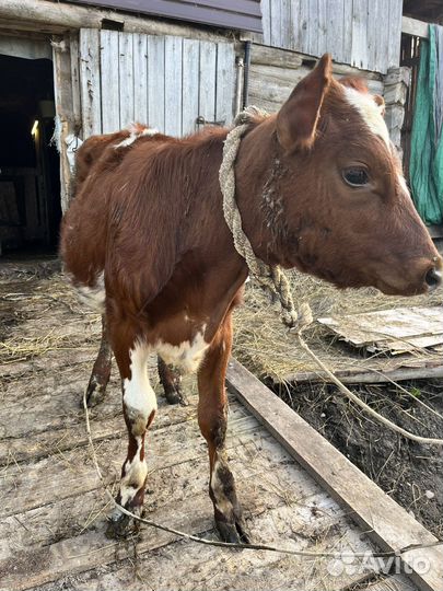 Корова, телка