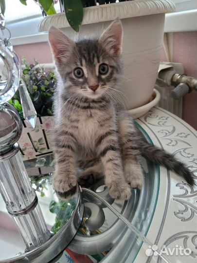 Котенок мальчик 2 месяца