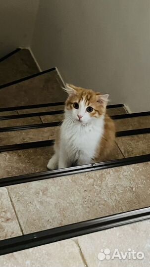 Отдам кота в добрые руки