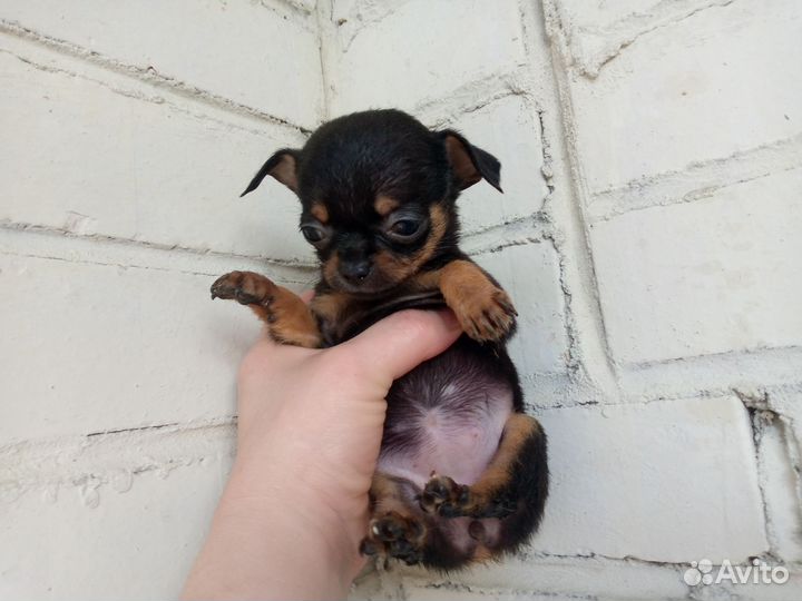 Чихуахуа мини