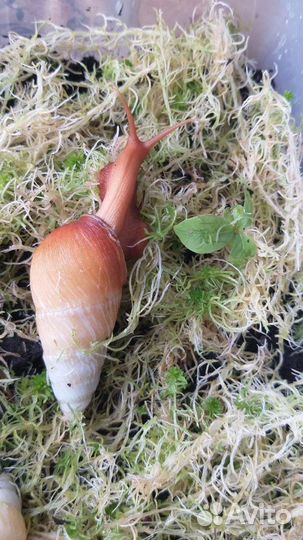 Псевдоахатина Леайана (Псевды)