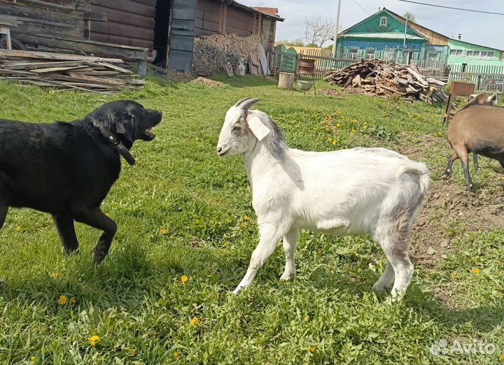 Нубийский козлик