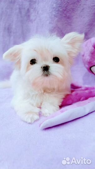 Кукольная Микро девочка.Мальтезе Корея