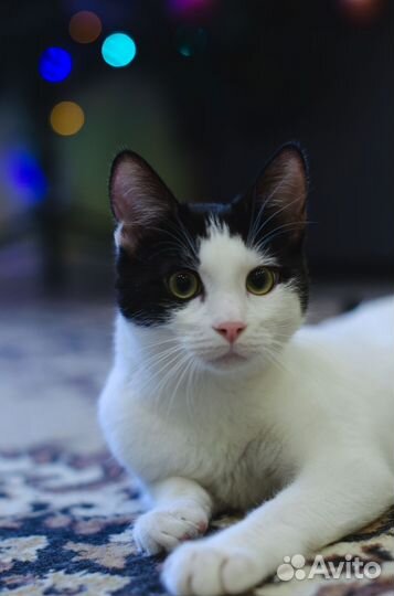 Ищет дом стерилизованная красавица