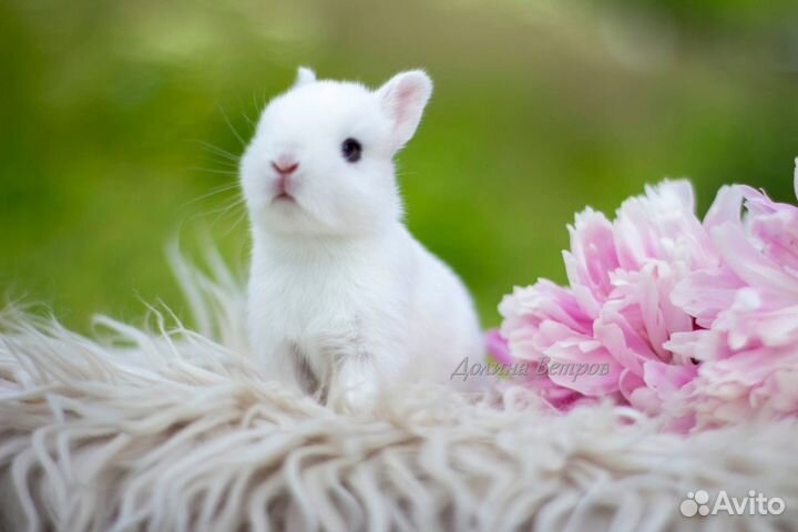 Карликовый кролик хотот девочка
