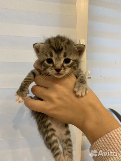 Котята в добрые руки бесплатно