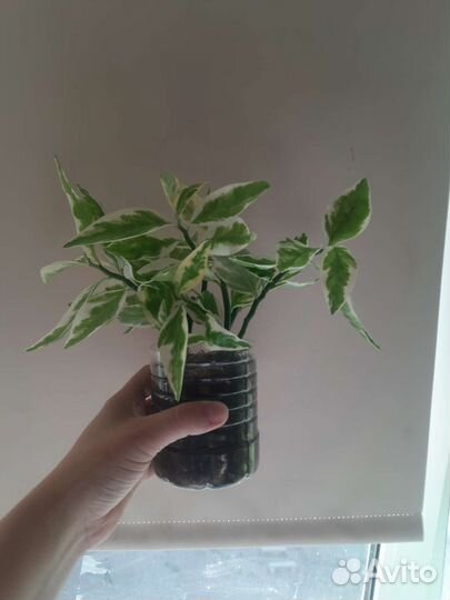 Педилантус