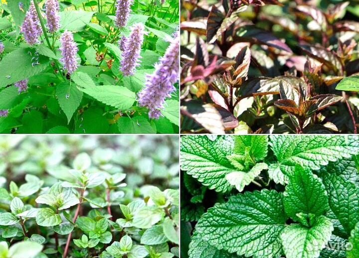 Мята сортовая коллекционная