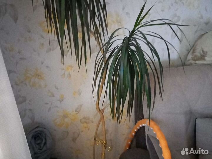 Пальма драцена (дерево )