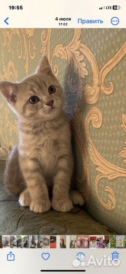 Шотландский кот
