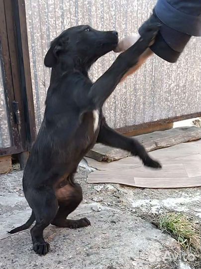 Пёсик - барбосик