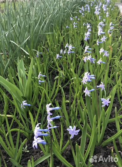 Луковицы нарциссов, гиацинтов