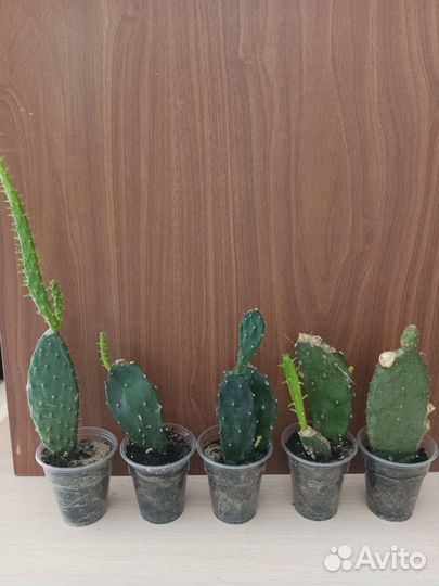 Кактус опунция