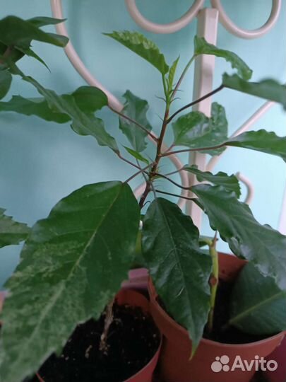 Гибискус пестролистный