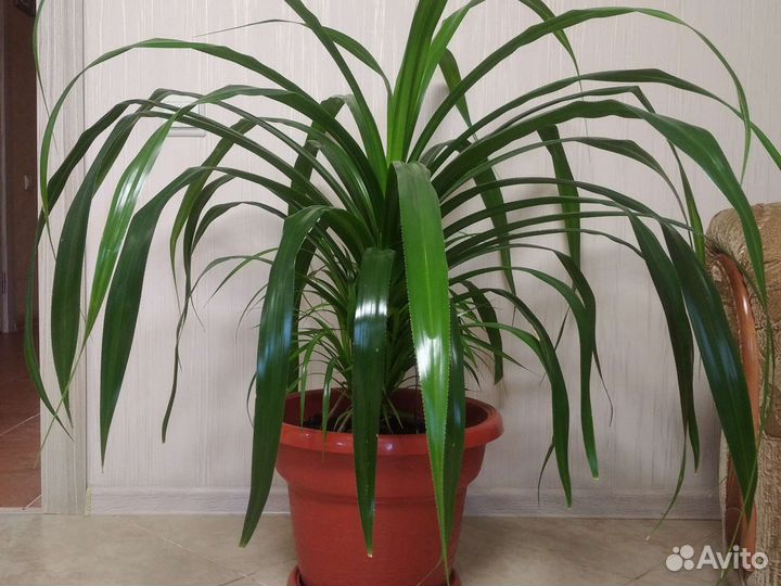 Пальма панданус