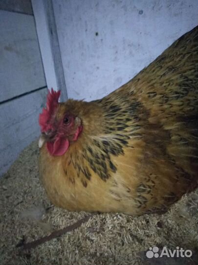 Инкубационное яйцо кучинская юбилейная