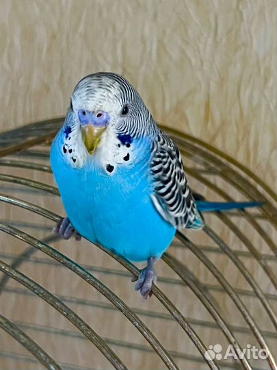 Волнистый попугай