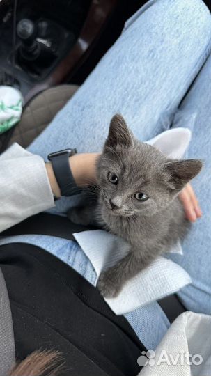 Котенок в добрые руки даром
