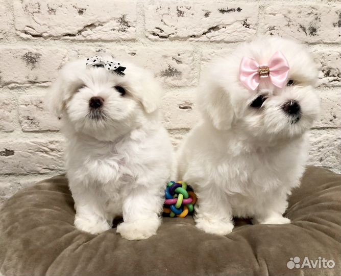 Мальтезики с документами мальчик и девочка