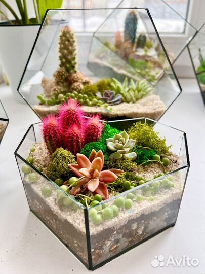 Флорариум, подарок