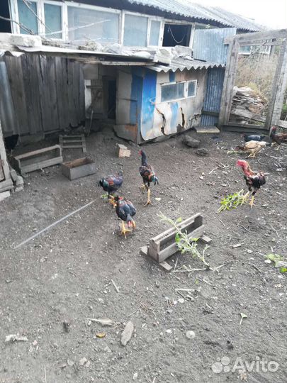 Бойцовые петушки