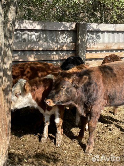 Бычки телки