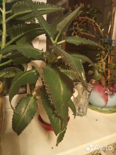 Каланхоэ- домашний доктор