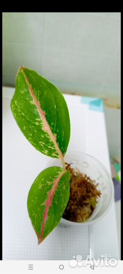 Аглаонема Руби и Найт Спаркл