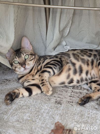 Бенгальская кошка