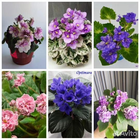 Набор мини фиалок