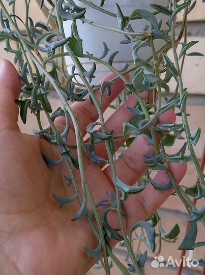 Senecio peregrinus/Сенецио перегринус-дельфинчик