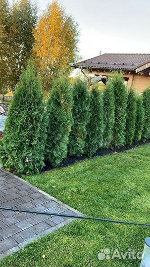 Туя Смарагд 2-2,2 м