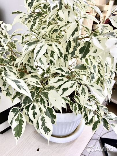 Редкий фикус де Гантель