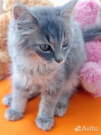 Темка котенок в добрые руки
