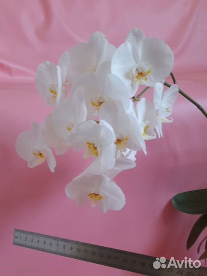 Орхидея белая