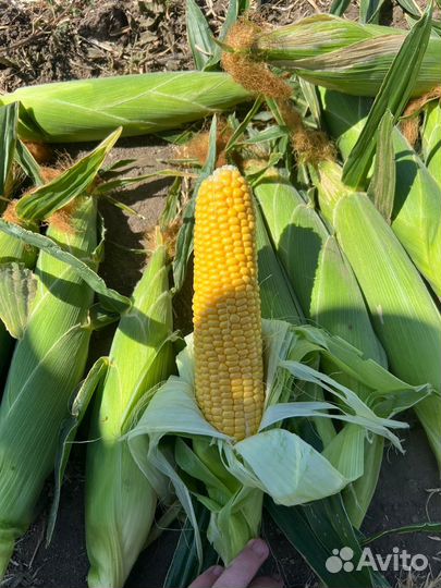 Кукуруза в початках