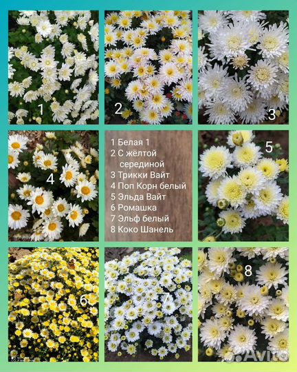 Хризантемы мультифлора